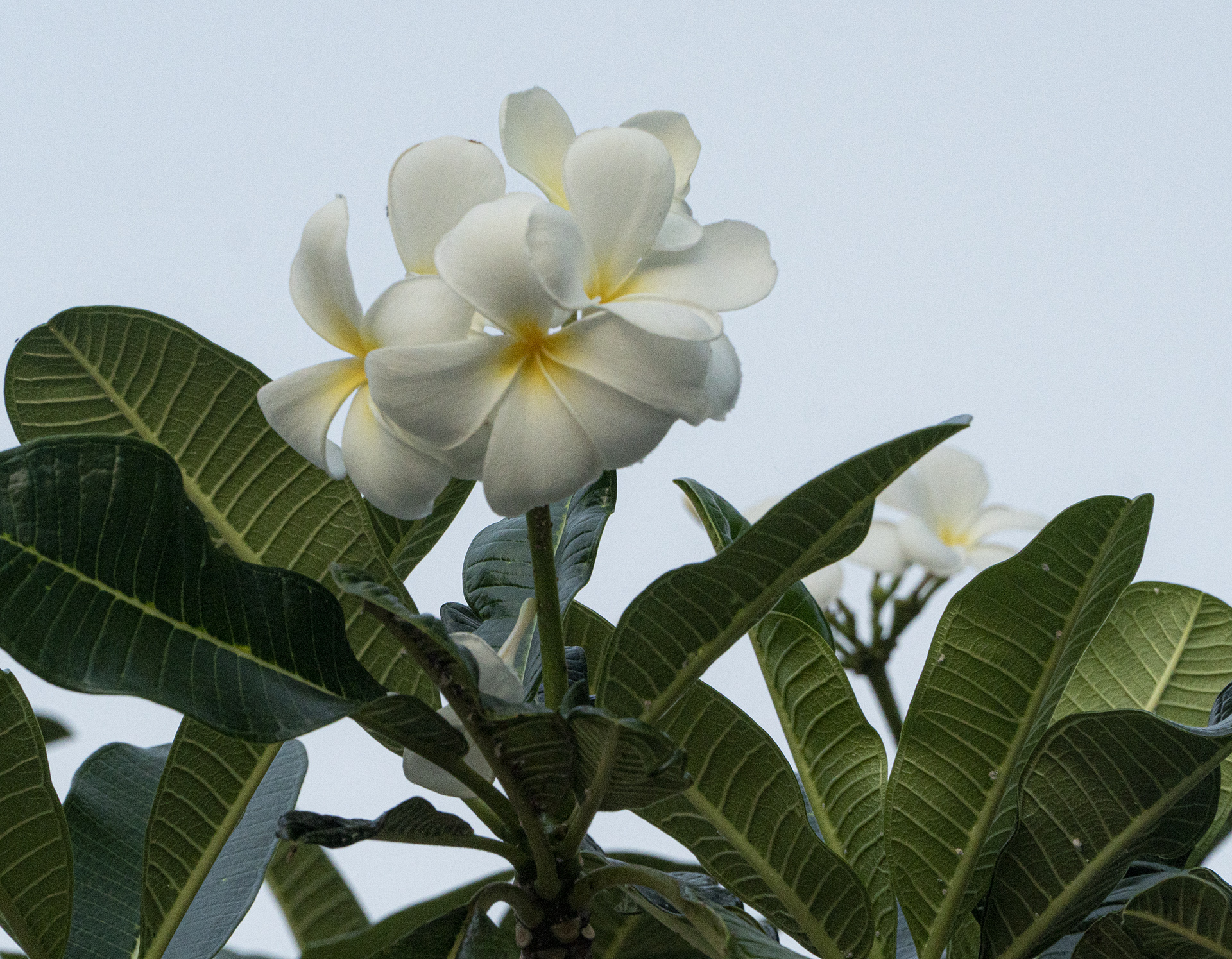 Koh Chang   068